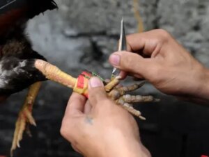 Cua Ga Nhung Ieu Tan Thu Chua Biet Khi Ca Cuoc A Ga 789betht1 Com